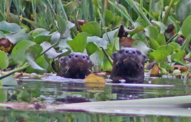 files/_uploads/2004_94_UgandaTeil3/Otter2.jpg
