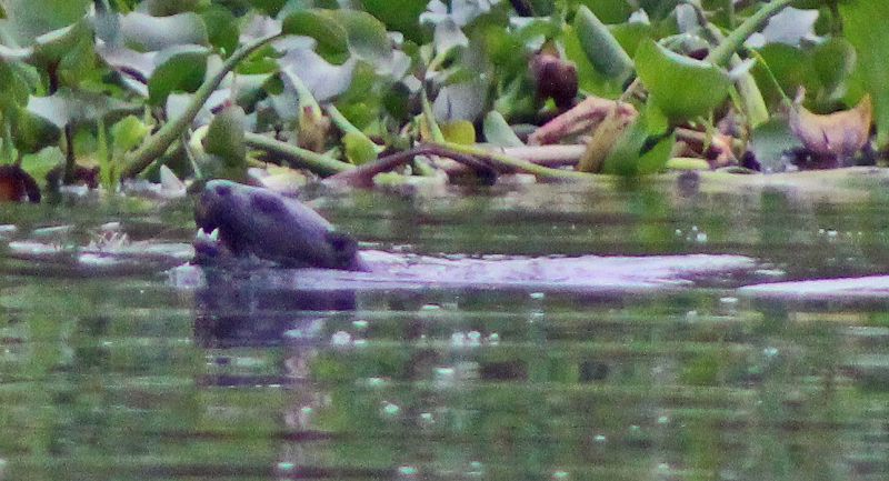 files/_uploads/2004_94_UgandaTeil3/Otter3.jpg