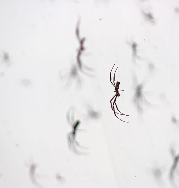 files/_uploads/2004_94_UgandaTeil3/Spinne2.jpg