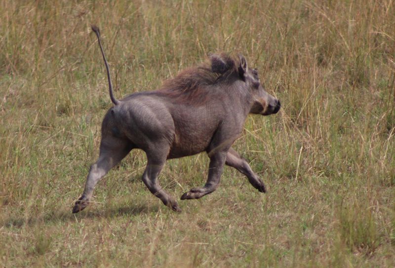 files/_uploads/2004_94_UgandaTeil3/Warzenschwein2.jpg