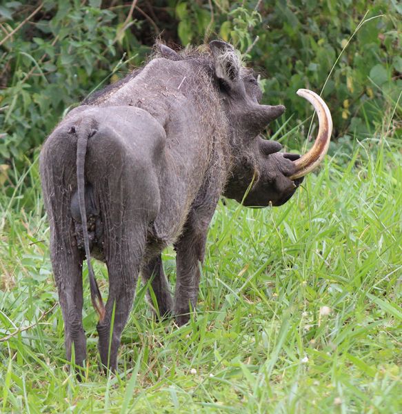 files/_uploads/2004_94_UgandaTeil3/Warzenschwein5alt.jpg