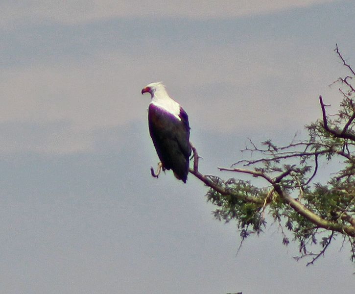 files/_uploads/2004_95_UgandaTeil2/Afrik.Schreiseeadler1.jpg