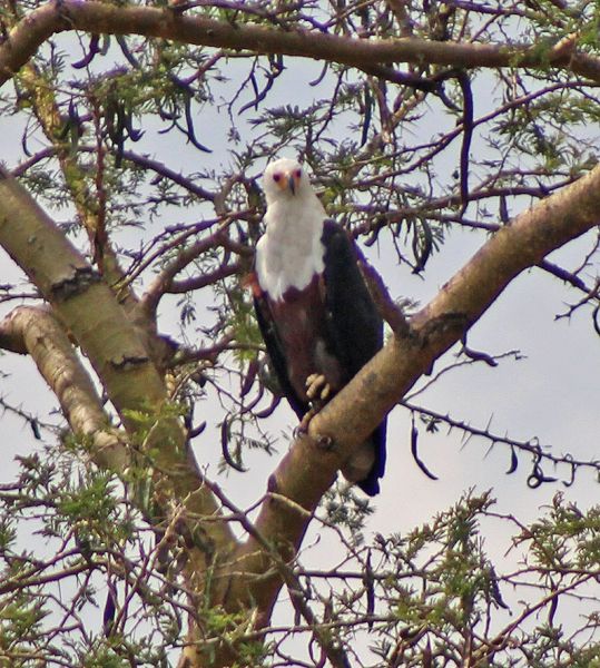 files/_uploads/2004_95_UgandaTeil2/Afrik.Schreiseeadler3.jpg