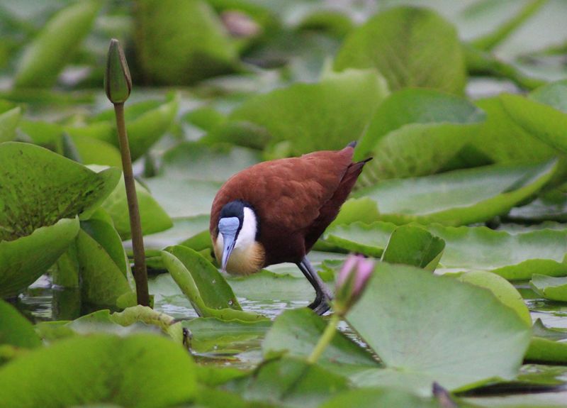 files/_uploads/2004_95_UgandaTeil2/Blaustirnblatthuehnchen1.jpg