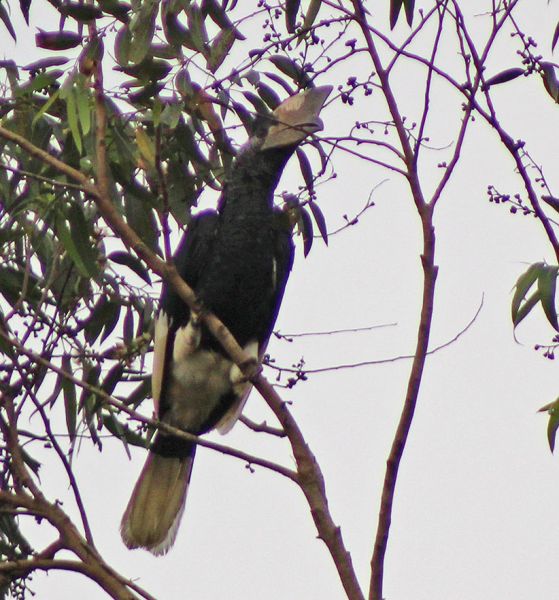 files/_uploads/2004_95_UgandaTeil2/Grauwangenhornvogel4.jpg