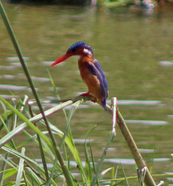 files/_uploads/2004_95_UgandaTeil2/Malachiteisvogel3.jpg