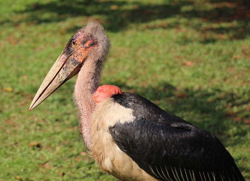 files/_uploads/2004_95_UgandaTeil2/Marabu1.jpg