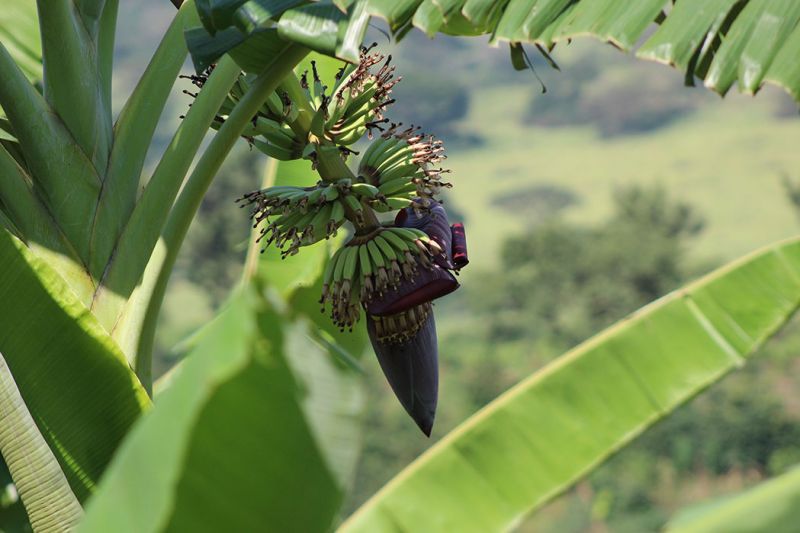 files/_uploads/2004_96_UgandaTeil1/Banane1.jpg