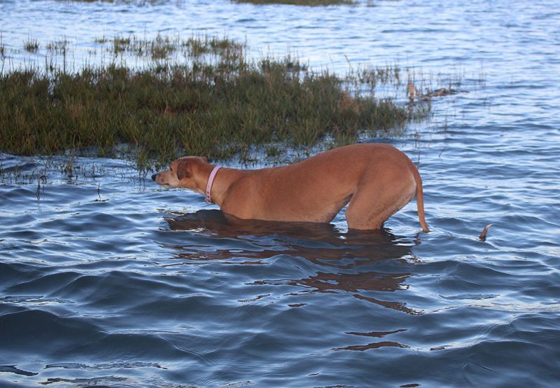 files/_uploads/2005_73_Gradoruftwieder Teil2/Heaven6huetehund.jpg