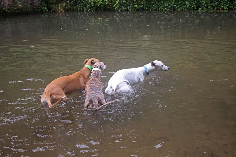 files/_uploads/2005_77_aufderNeunkirchnerhuette/alle3imWasser1.jpg