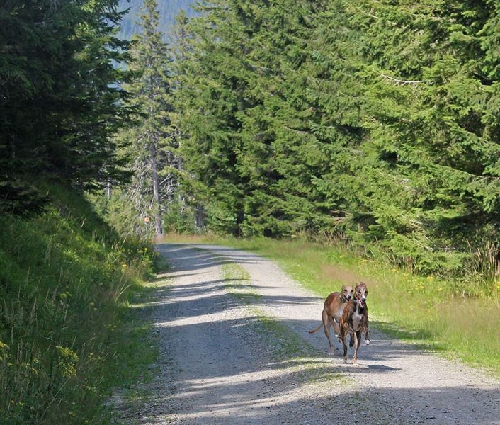 files/_uploads/2005_79_Marienseerschwaig/RunaufWeg1.jpg