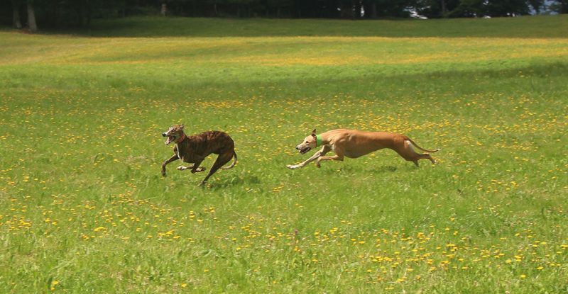 files/_uploads/2005_80_Mamauwiese/Run3.jpg