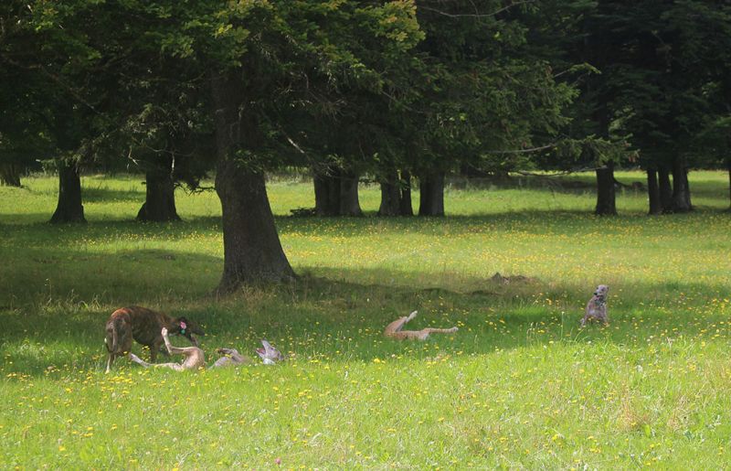 files/_uploads/2005_80_Mamauwiese/Wiese7wutzeln.jpg