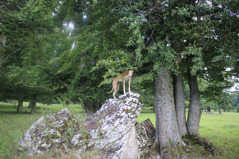 files/_uploads/2005_80_Mamauwiese/WieseBergziege.jpg