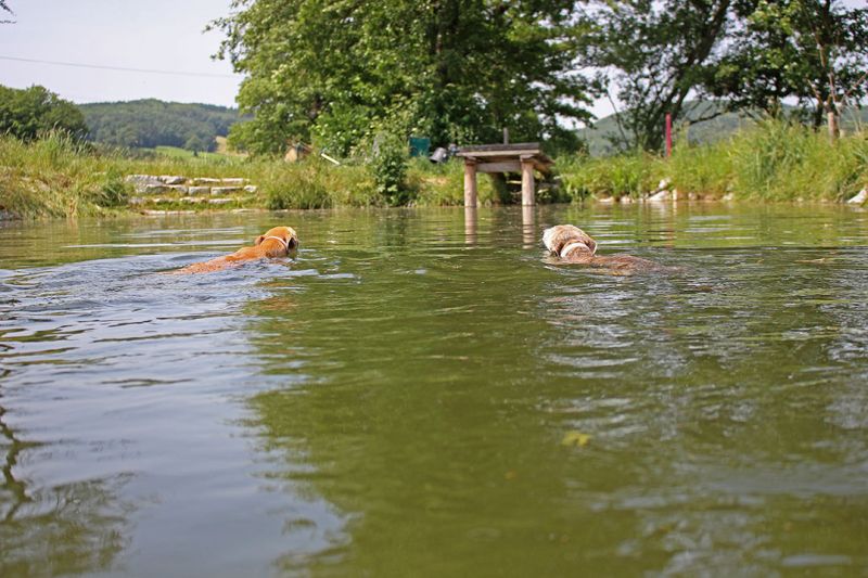 files/_uploads/2005_81_IHAKlagenfurtundamWasser/Teichmitbeiden2.jpg
