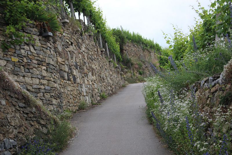 files/_uploads/2005_83_Wachau/Weg2.jpg