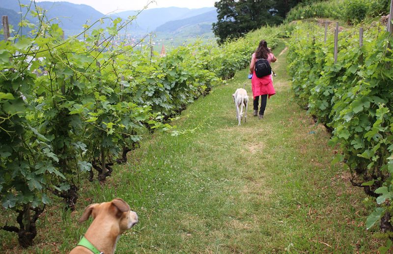 files/_uploads/2005_83_Wachau/Weg7Sandra.jpg