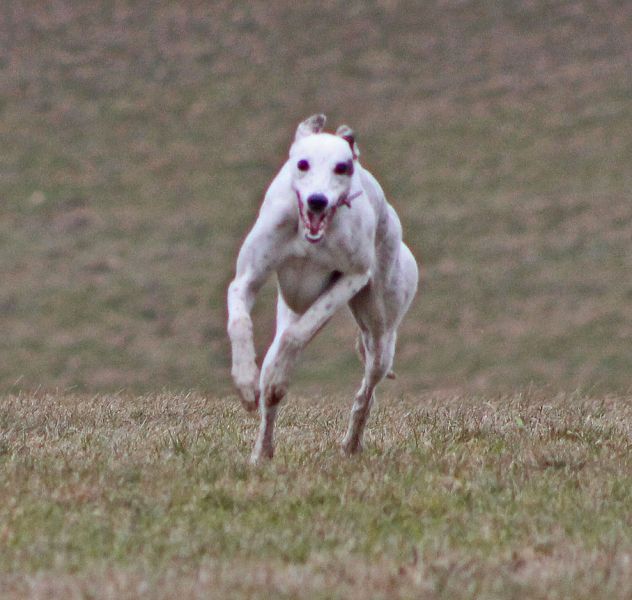 files/_uploads/2005_95_Vorfruehling/Poppy11.jpg