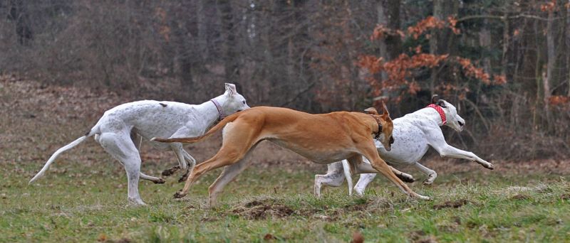 files/_uploads/2005_95_Vorfruehling/PoppyLolaHeaven5.jpg