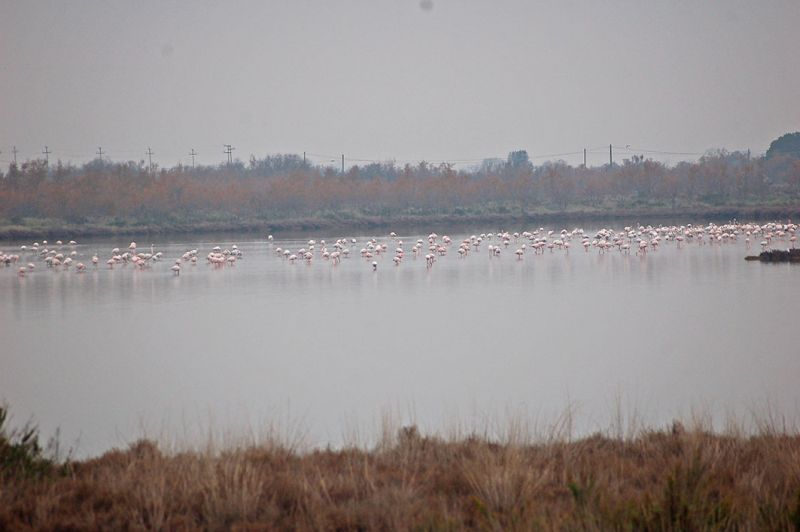 files/_uploads/2006_63_AusfluegeamMeer/LioP_Flamingo1.jpg