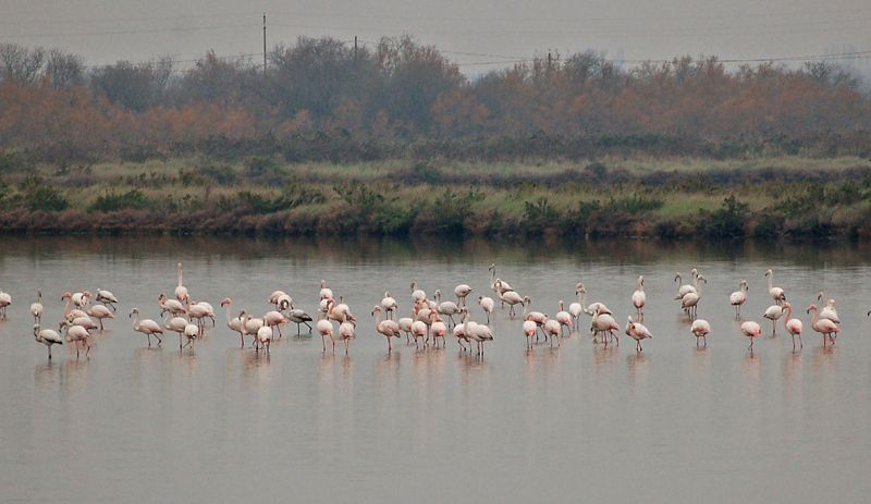 files/_uploads/2006_63_AusfluegeamMeer/LioP_Flamingo10.jpg