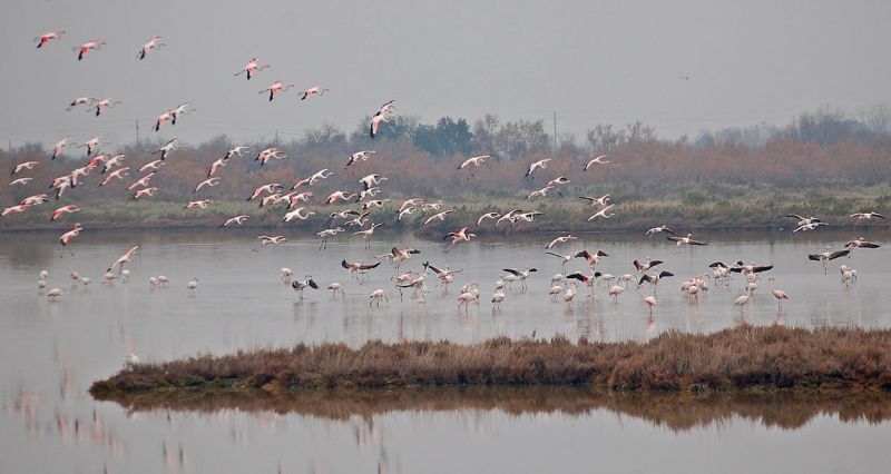 files/_uploads/2006_63_AusfluegeamMeer/LioP_Flamingo4.jpg