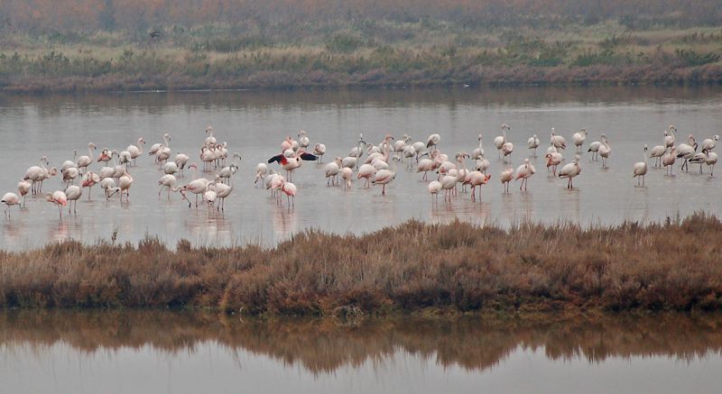 files/_uploads/2006_63_AusfluegeamMeer/LioP_Flamingo9.jpg