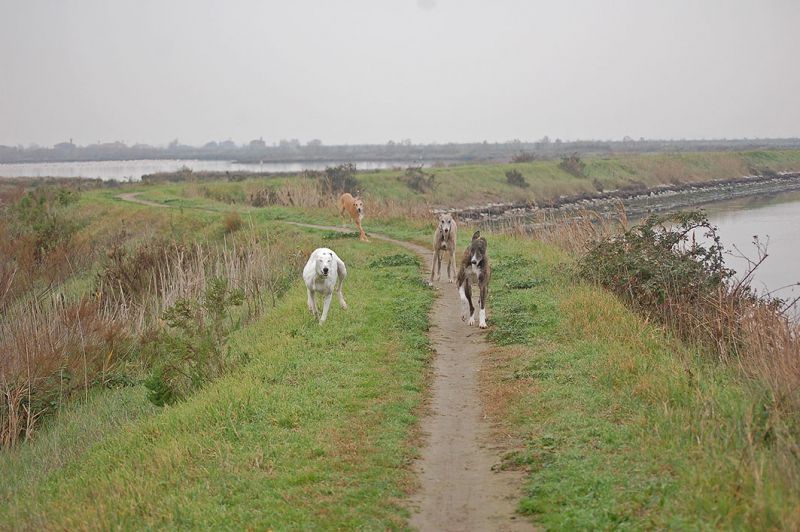 files/_uploads/2006_63_AusfluegeamMeer/LioP_Hunde1.jpg
