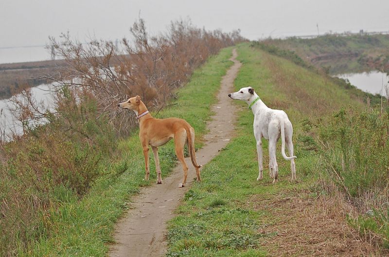 files/_uploads/2006_63_AusfluegeamMeer/LioP_Hunde10Voegel.jpg