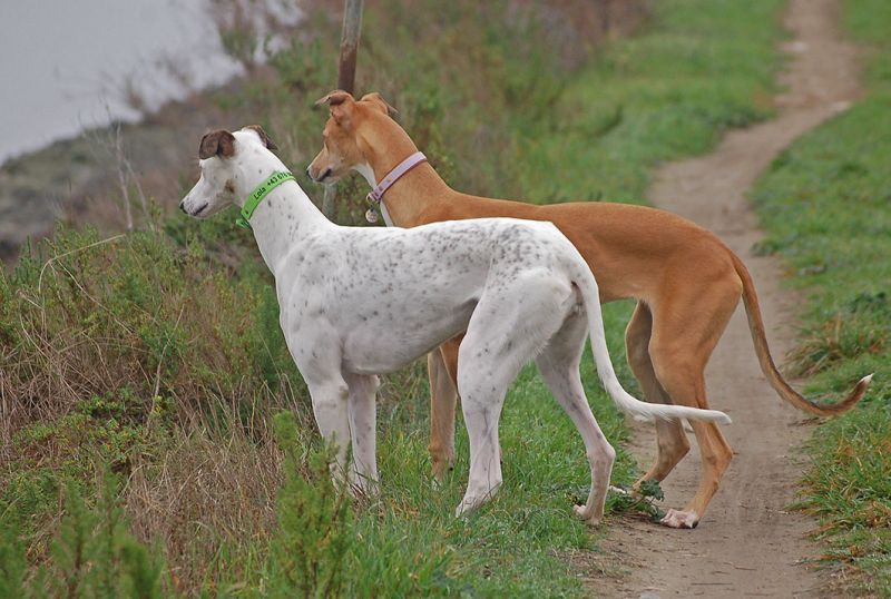 files/_uploads/2006_63_AusfluegeamMeer/LioP_Hunde11.jpg