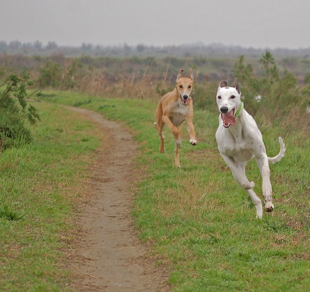 files/_uploads/2006_63_AusfluegeamMeer/LioP_Hunde12.jpg