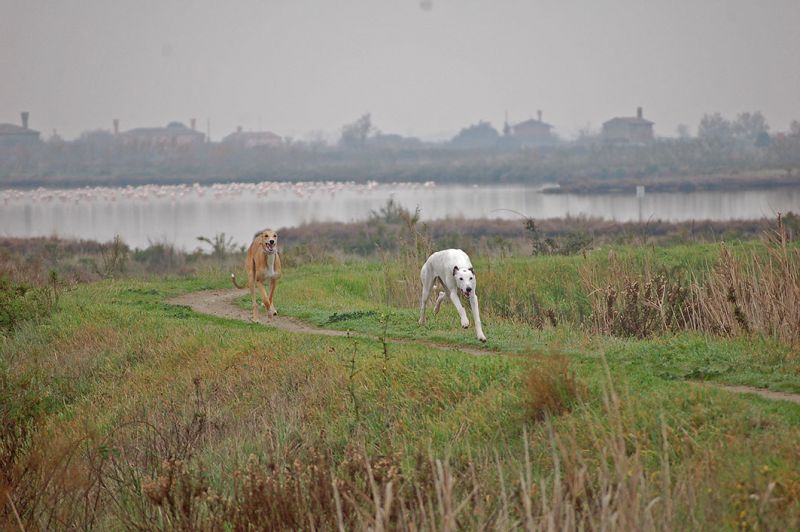 files/_uploads/2006_63_AusfluegeamMeer/LioP_Hunde2.jpg