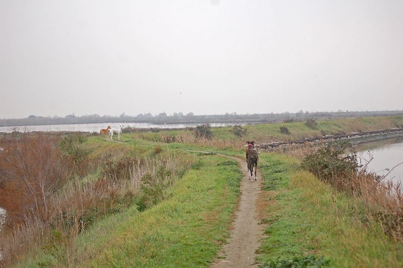 files/_uploads/2006_63_AusfluegeamMeer/LioP_Hunde3.jpg