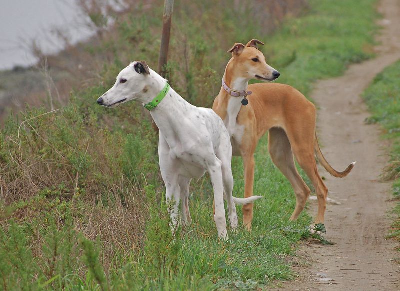 files/_uploads/2006_63_AusfluegeamMeer/LioP_Hunde5.jpg