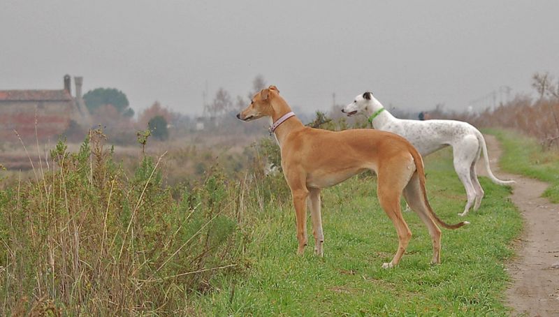 files/_uploads/2006_63_AusfluegeamMeer/LioP_Hunde6.jpg