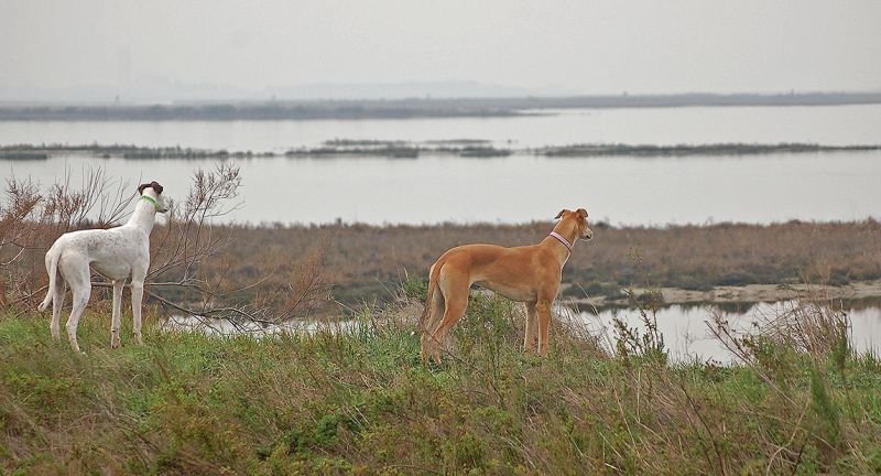 files/_uploads/2006_63_AusfluegeamMeer/LioP_Hunde7.jpg