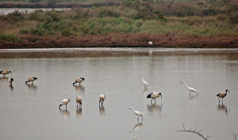 files/_uploads/2006_63_AusfluegeamMeer/LioP_Ibis2.jpg