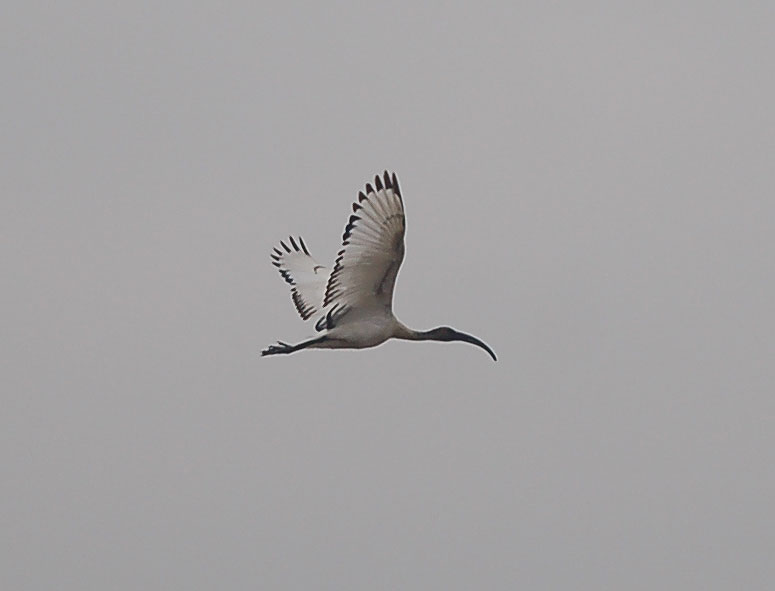 files/_uploads/2006_63_AusfluegeamMeer/LioP_Ibis8.jpg