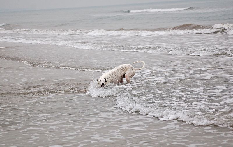 files/_uploads/2006_63_AusfluegeamMeer/Lola1.jpg
