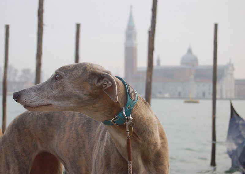 files/_uploads/2006_65_Venicecalling/V_Annie1.jpg