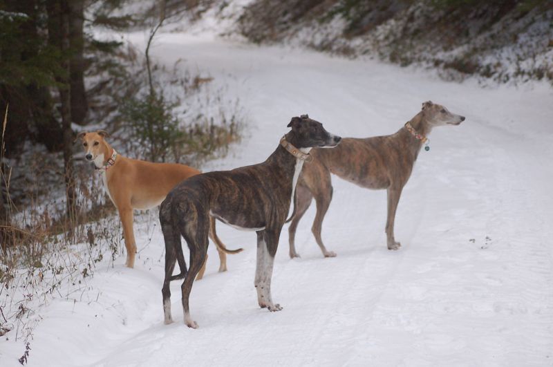 files/_uploads/2006_66_endlichSchnee/AnnieBibiHeavenStand1.jpg