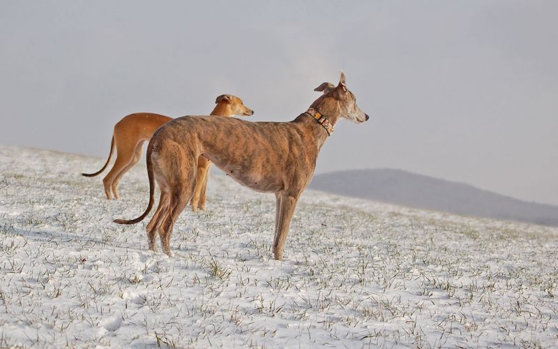 files/_uploads/2006_66_endlichSchnee/AnnieHeaven1.jpg