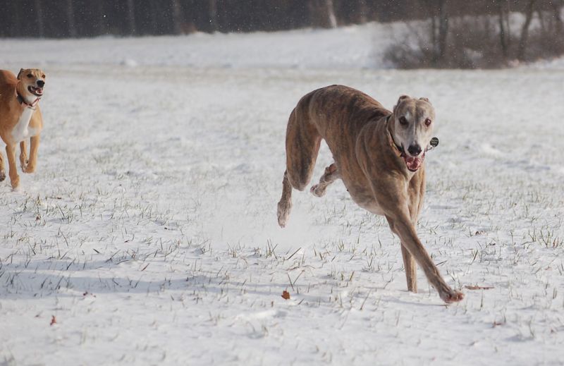 files/_uploads/2006_66_endlichSchnee/AnnieHeavenRun2.jpg