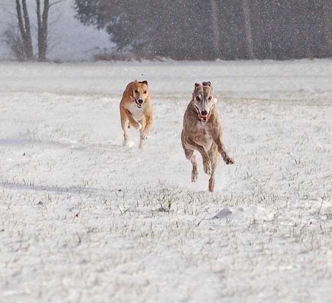 files/_uploads/2006_66_endlichSchnee/AnnieHeavenRun3.jpg