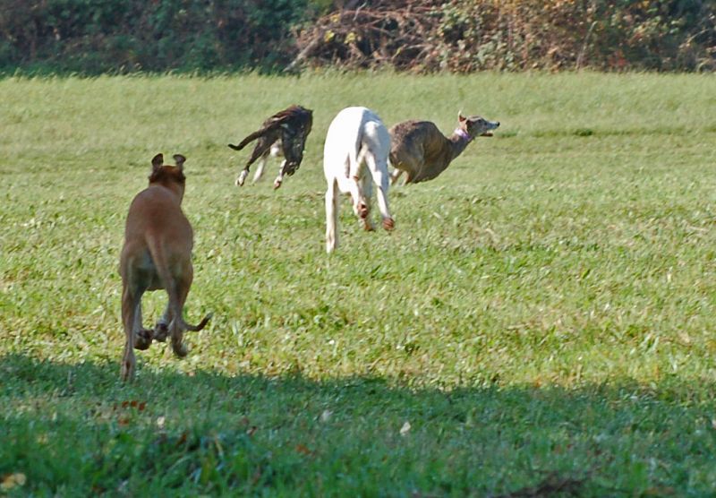 files/_uploads/2006_70_goldenerHerbst/alle4rennen2.jpg