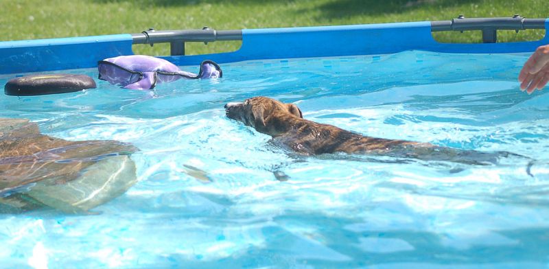 files/_uploads/2006_77_Woche11_Teil1/schwimmenLiv2.jpg