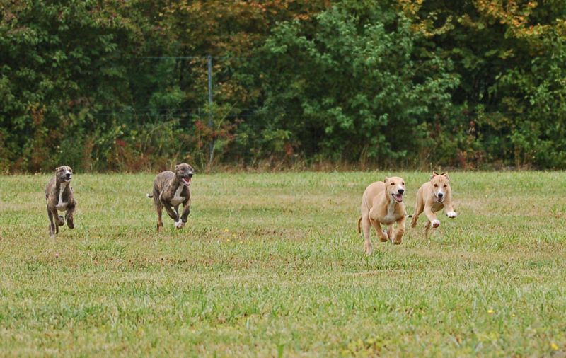 files/_uploads/2006_78_Woche10_Teil2/WelpenRun3.jpg