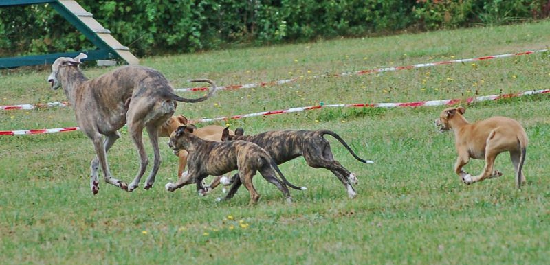 files/_uploads/2006_79_Woche10_Teil1/AnnieWelpen17.jpg