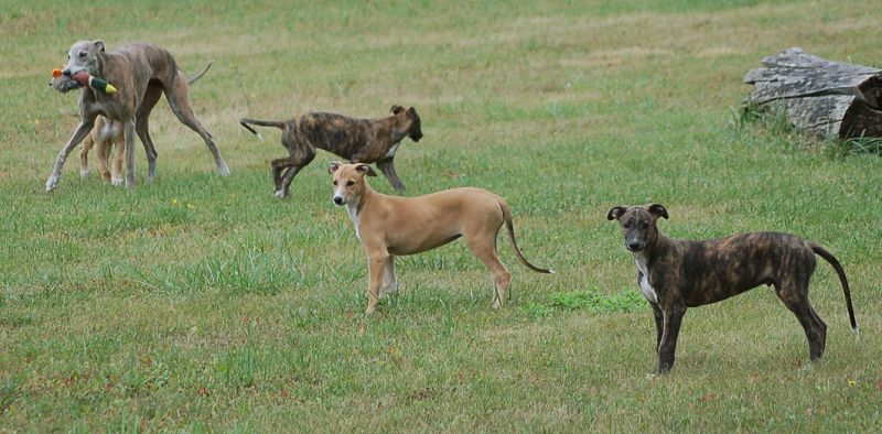 files/_uploads/2006_79_Woche10_Teil1/AnnieWelpen21.jpg