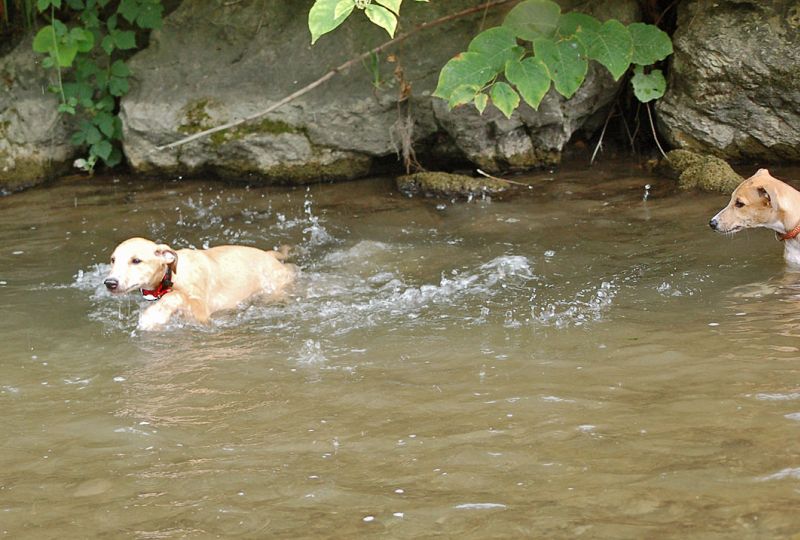 files/_uploads/2006_81_Woche9_Teil1/WDumbleschwimmt.jpg